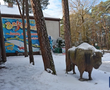 Pomnik żubra na ulicy Sosnowej.